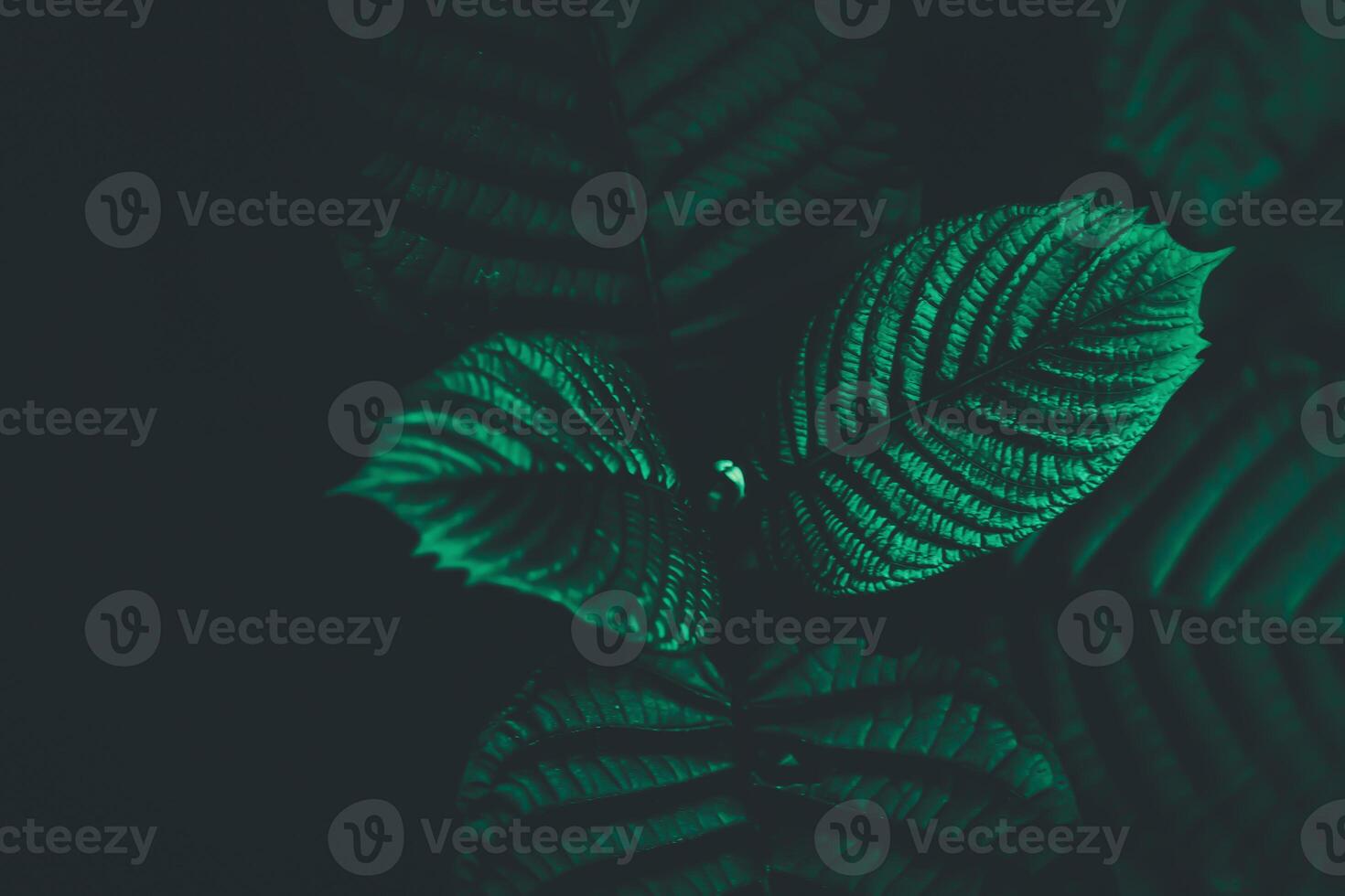 a close up of green leaves on a dark background photo