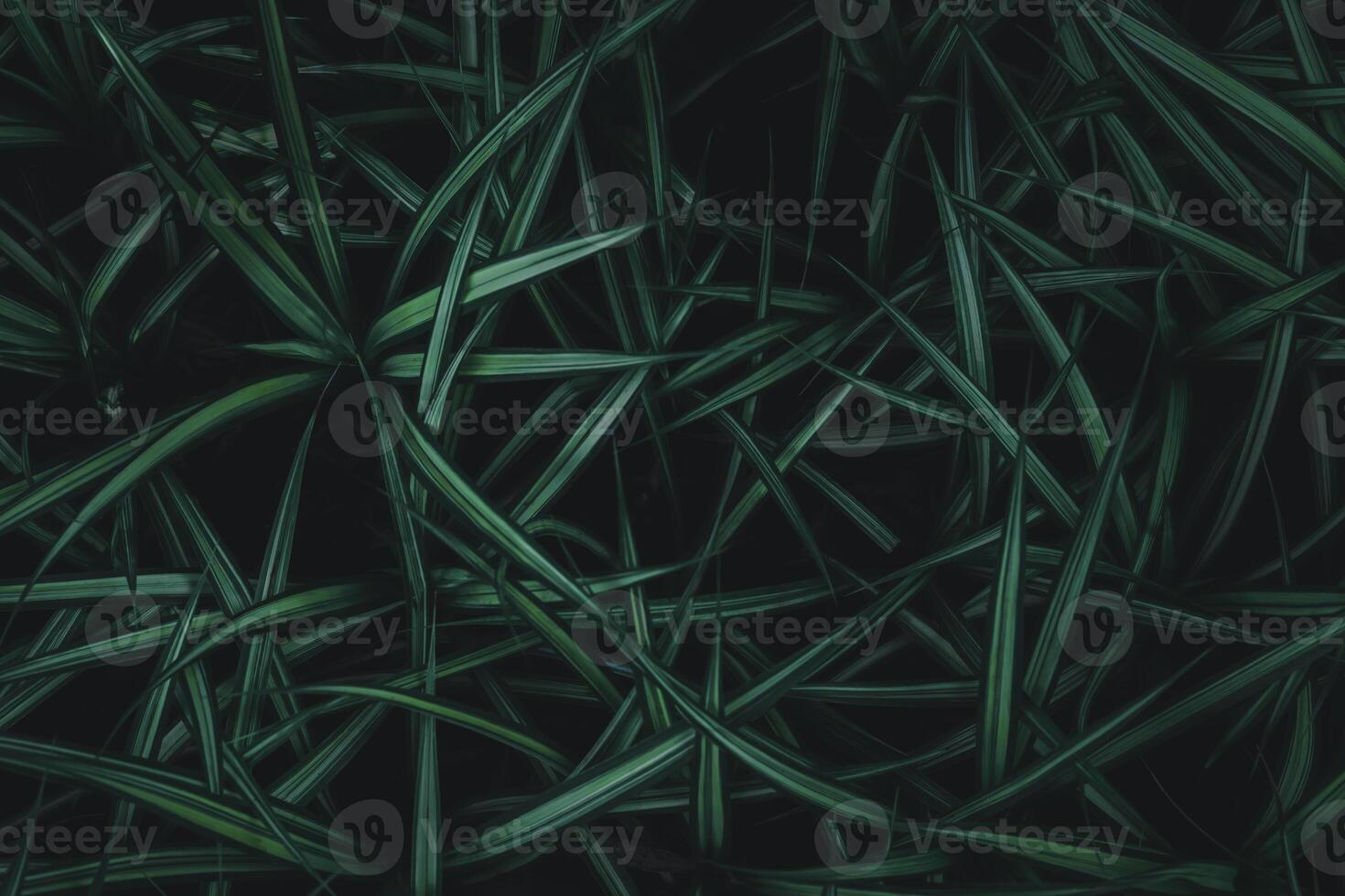 a close up of some green grass background photo