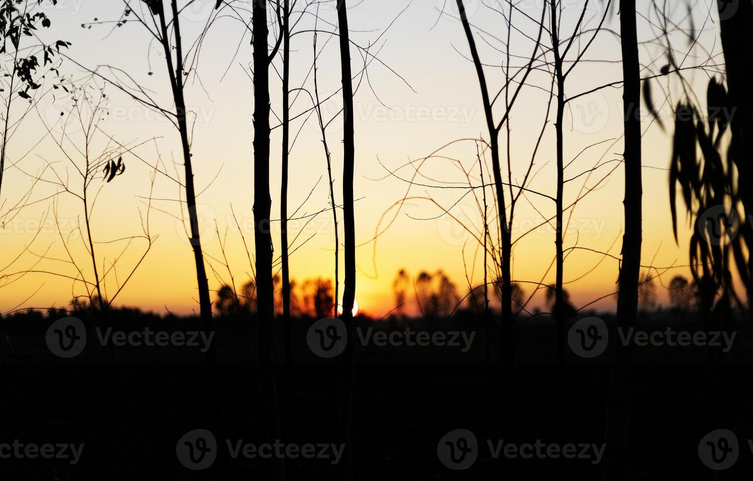 a sunset over a field with trees in the background photo
