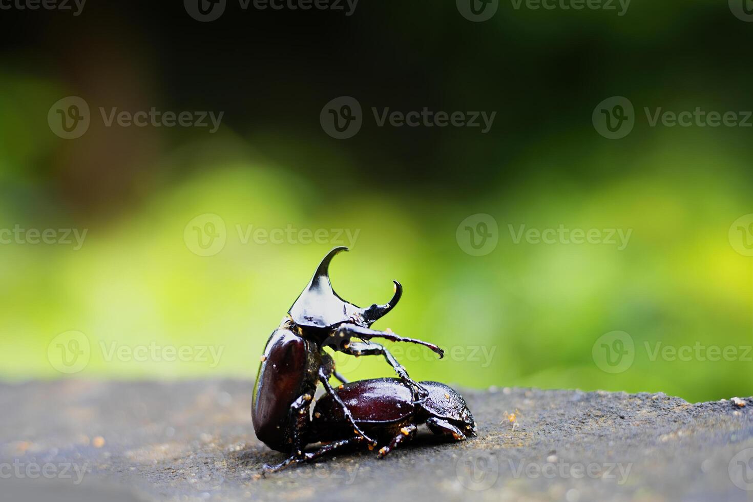 a beetle on a rock photo