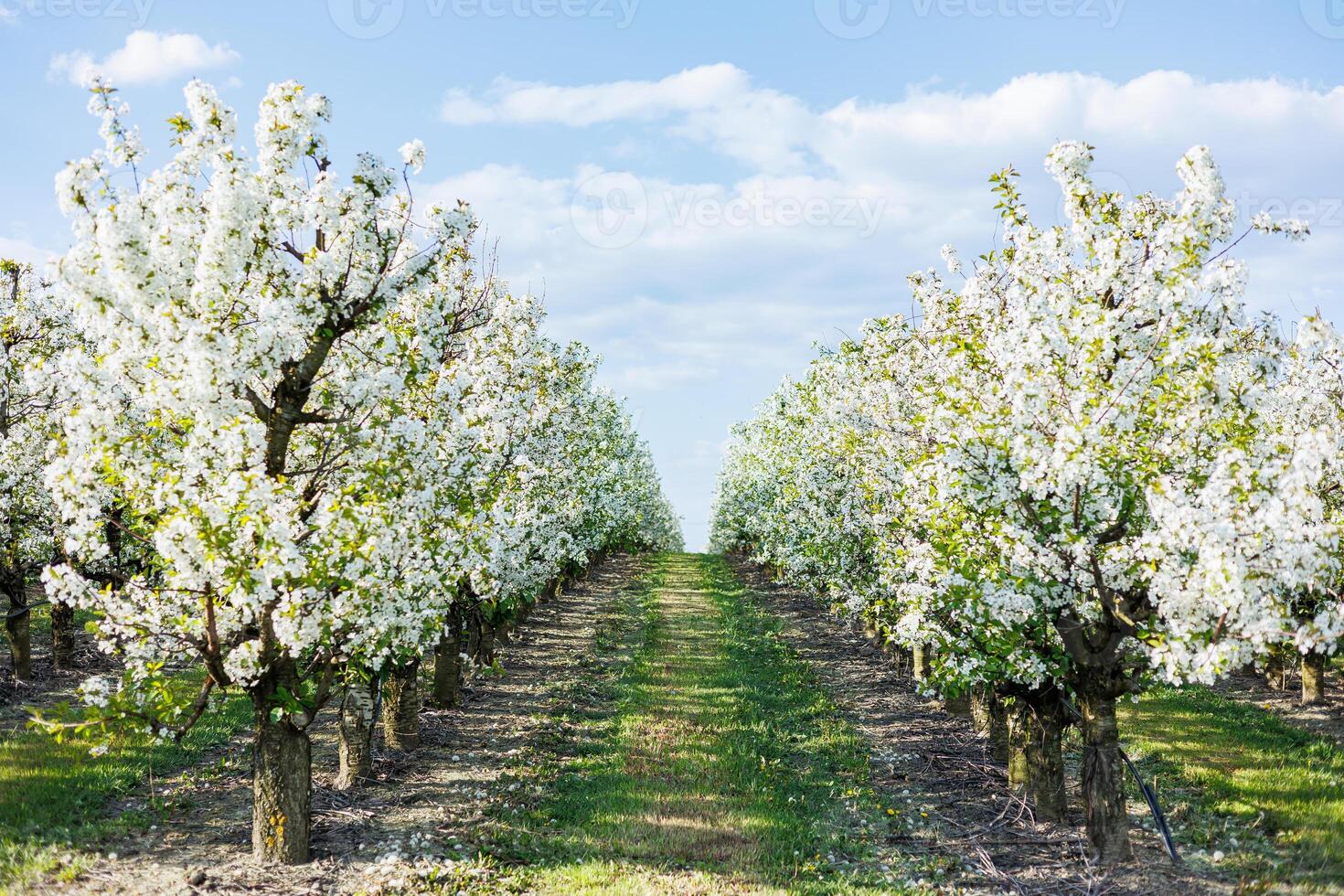 Garden with flowering trees. Plantation of flowering apple trees. Trees with white flowers photo