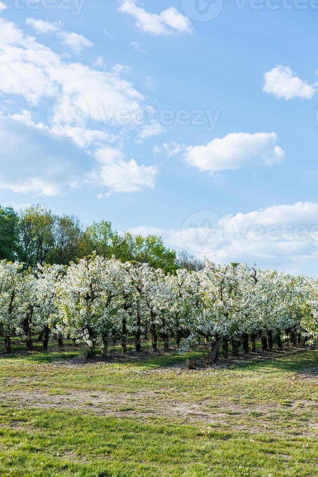 Garden with flowering trees. Plantation of flowering apple trees. Trees with white flowers photo