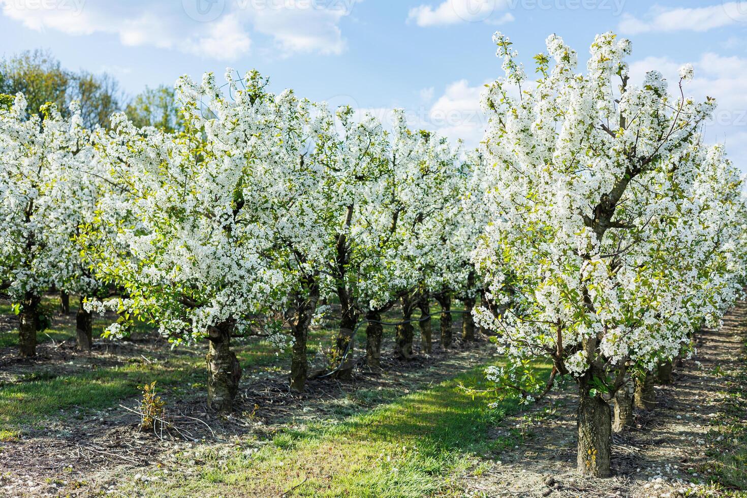 Garden with flowering trees. Plantation of flowering apple trees. Trees with white flowers photo