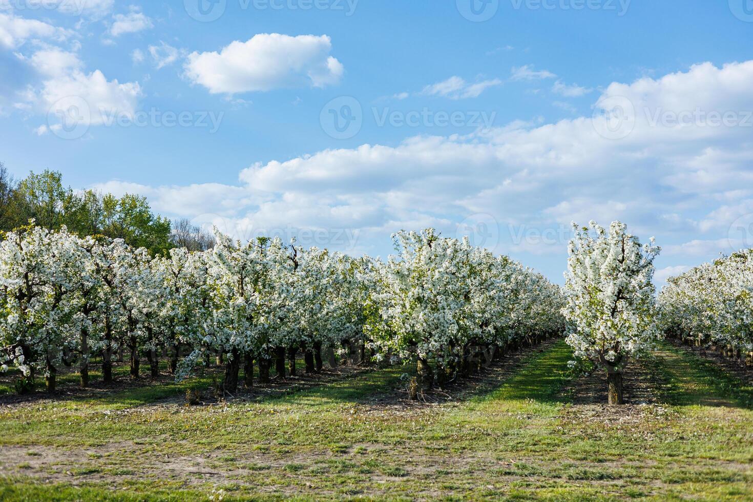 Garden with flowering trees. Plantation of flowering apple trees. Trees with white flowers photo