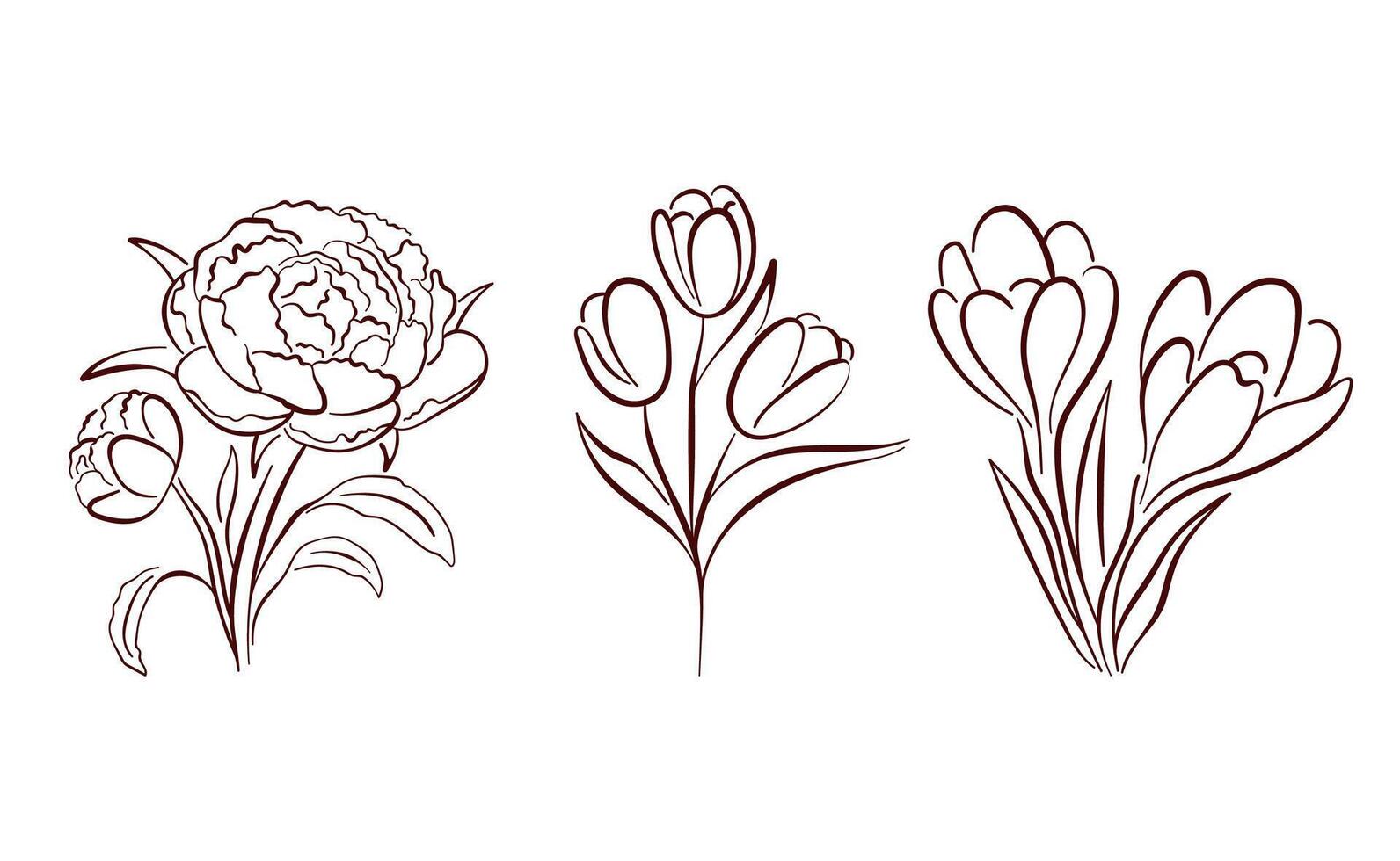 Spring flowers collection of peony, tulip and crocus in line art style. Floral design ideal for print, patterns and botanical project. Isolated on a white background. vector