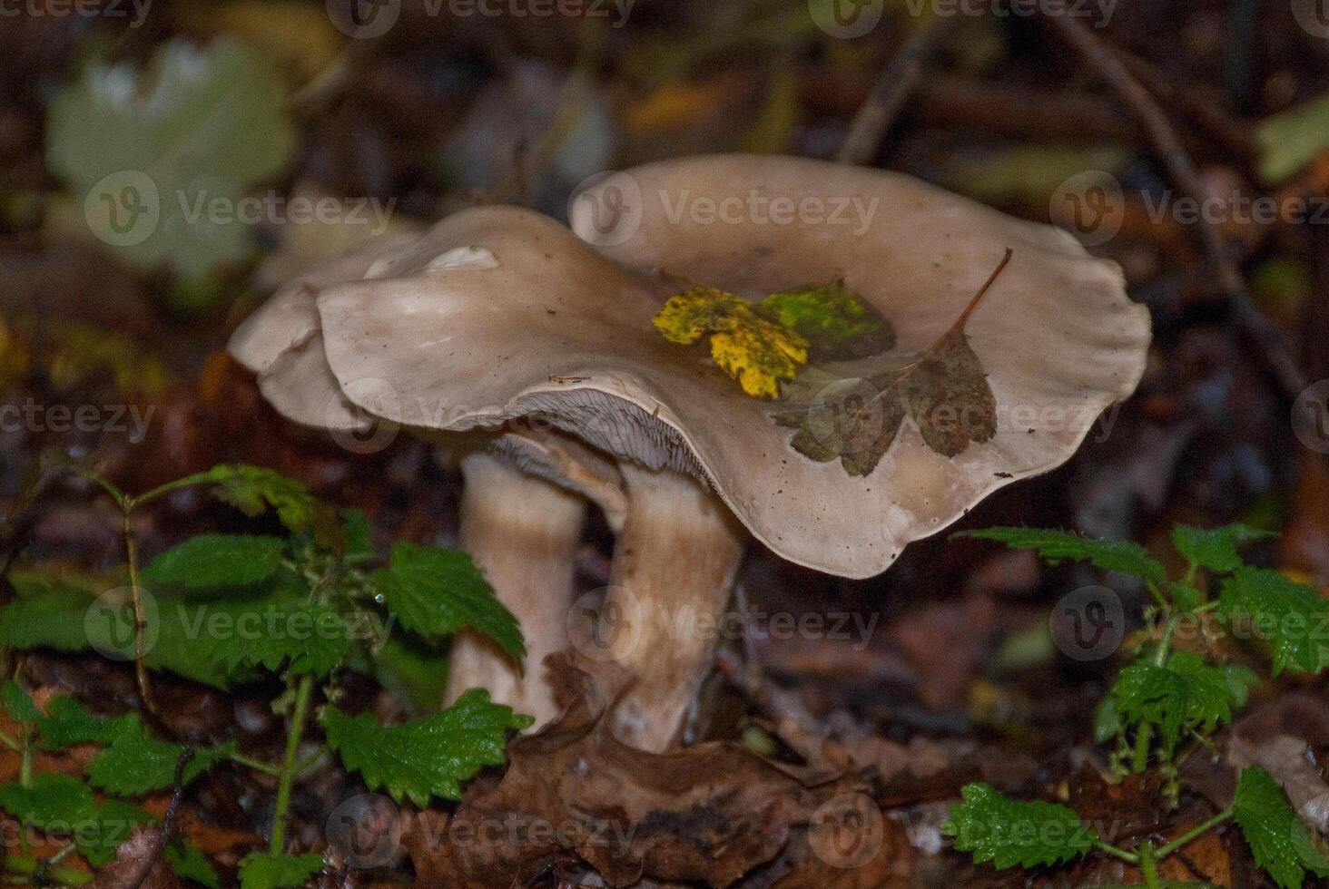 A mushroom with yellow on it photo