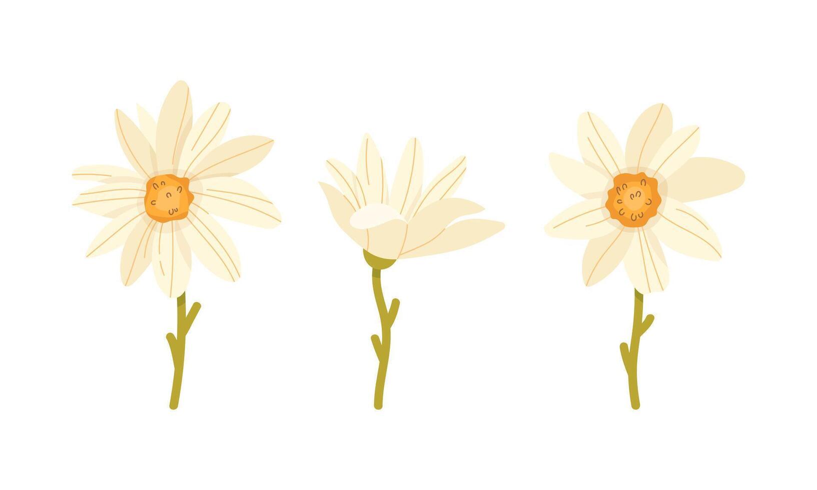 Collection of daisies in flat style on a white background vector