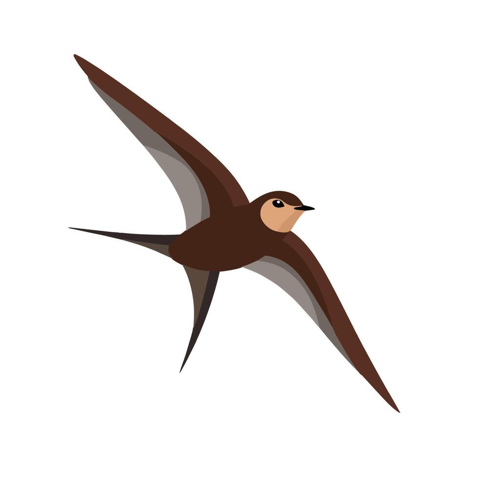 Flat illustration of a stylized common swift with brown body, sleek wings, and minimalistic design, plain white background vector
