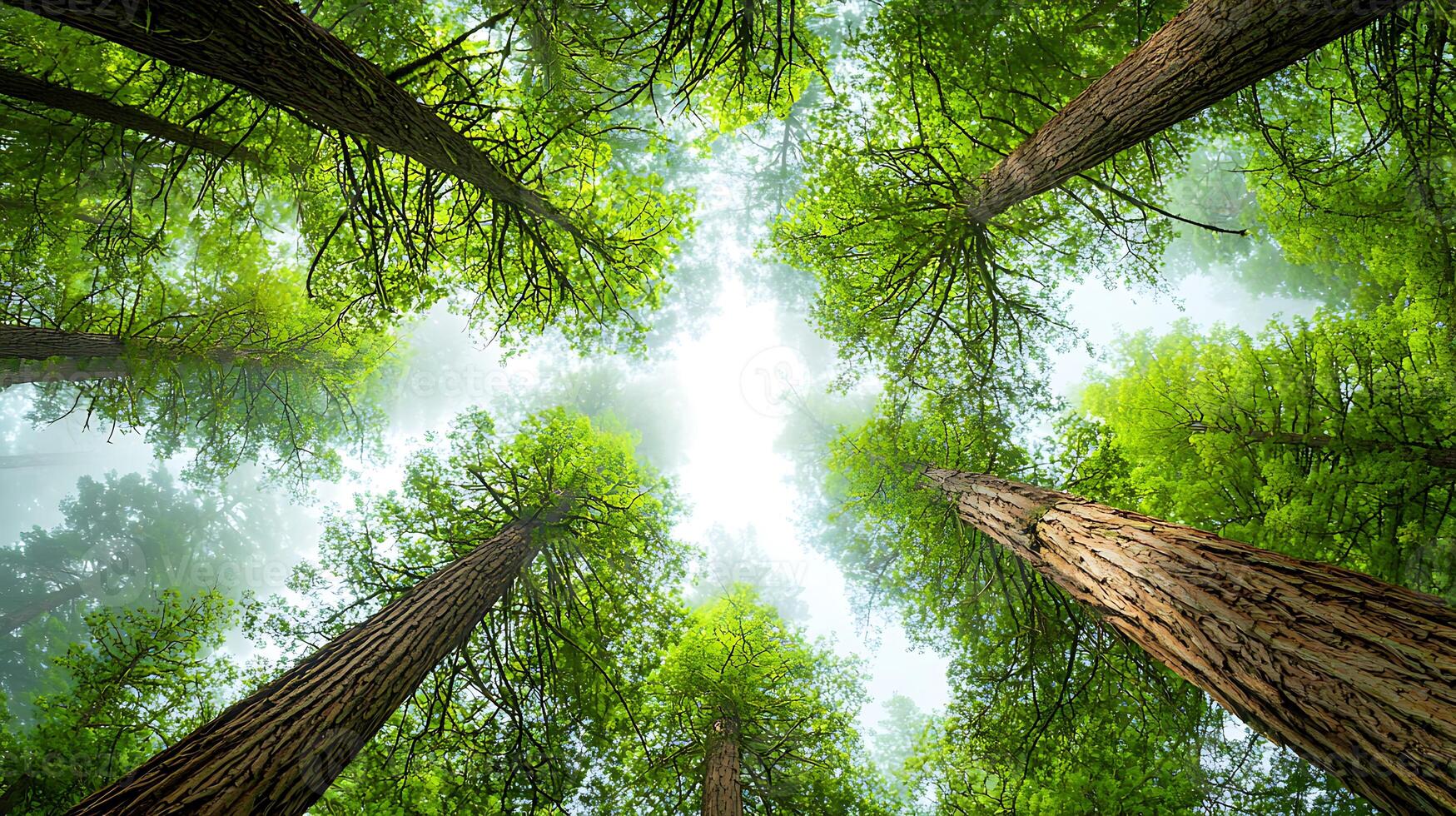 serene forest shot with tall trees reaching towards sky, surrounded by lush green foliage and soft fog rolling in, creating tranquil atmosphere photo