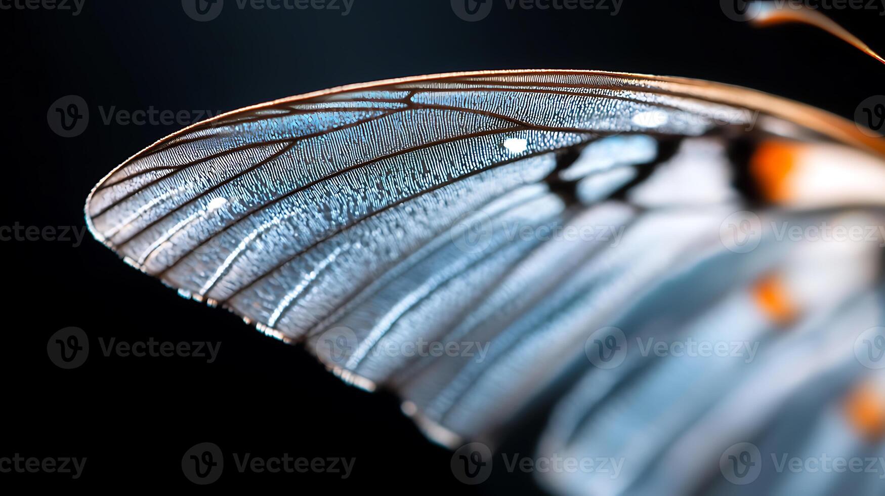 A close up of a butterfly with a black background photo