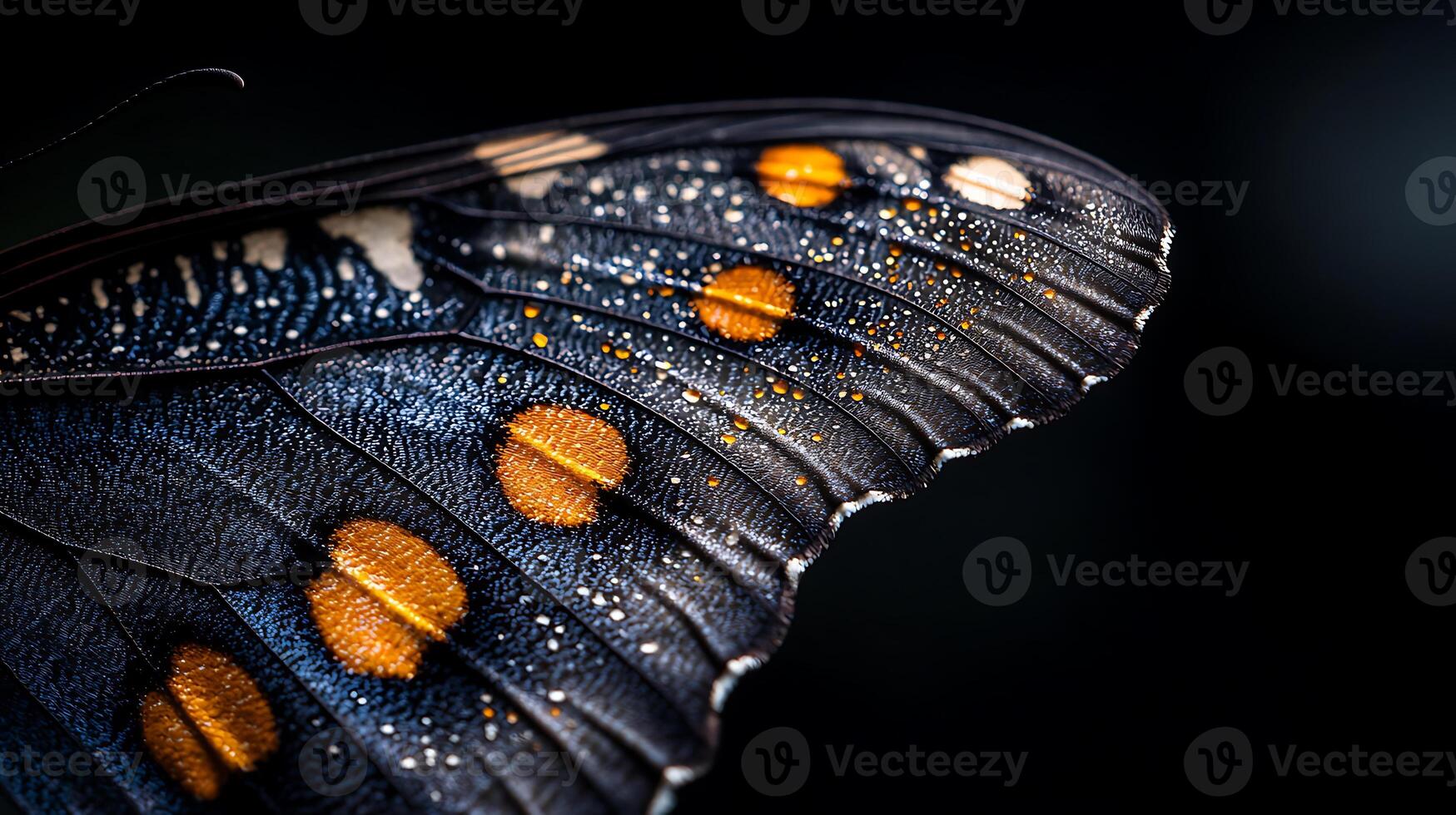 close up of butterfly wing showcasing intricate patterns and vibrant colors, highlighting delicate details and textures of nature beauty photo