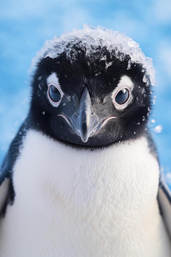 Close up portrait of a penguin with snow on its feathers photo