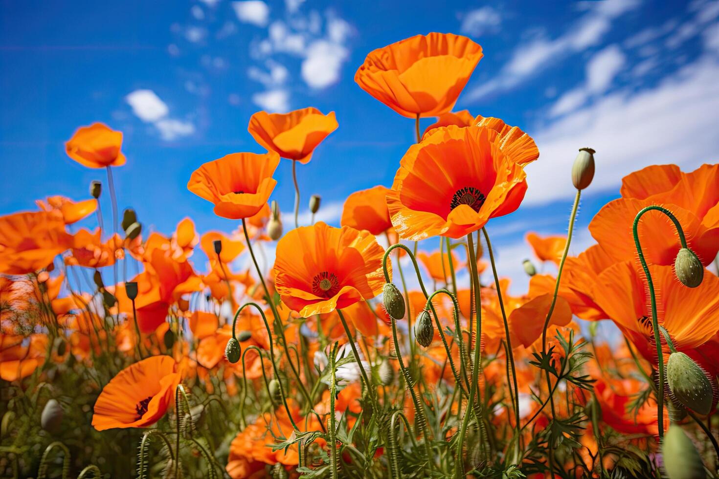 Vibrant orange poppy flowers against a blue sky photo