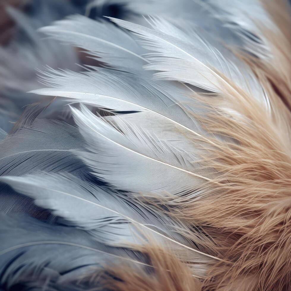 Soft and delicate feathers in shades of gray and beige photo