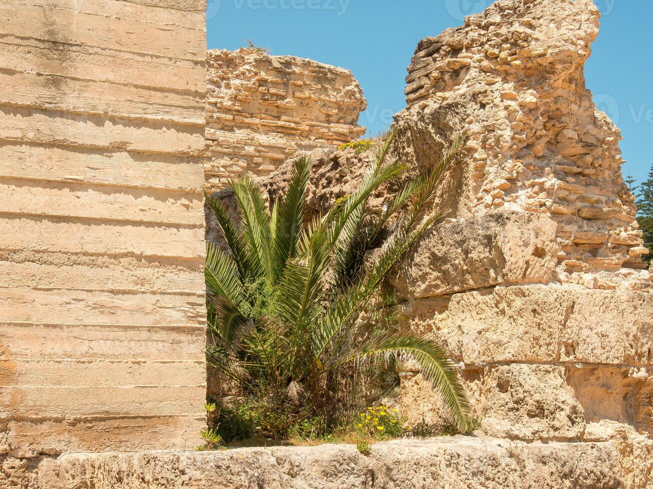 A palm tree is growing in the middle of a stone wall photo