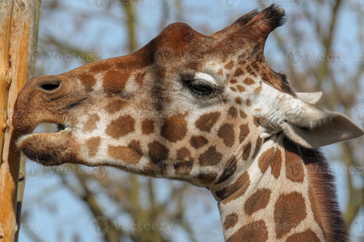 A giraffe with its head up photo