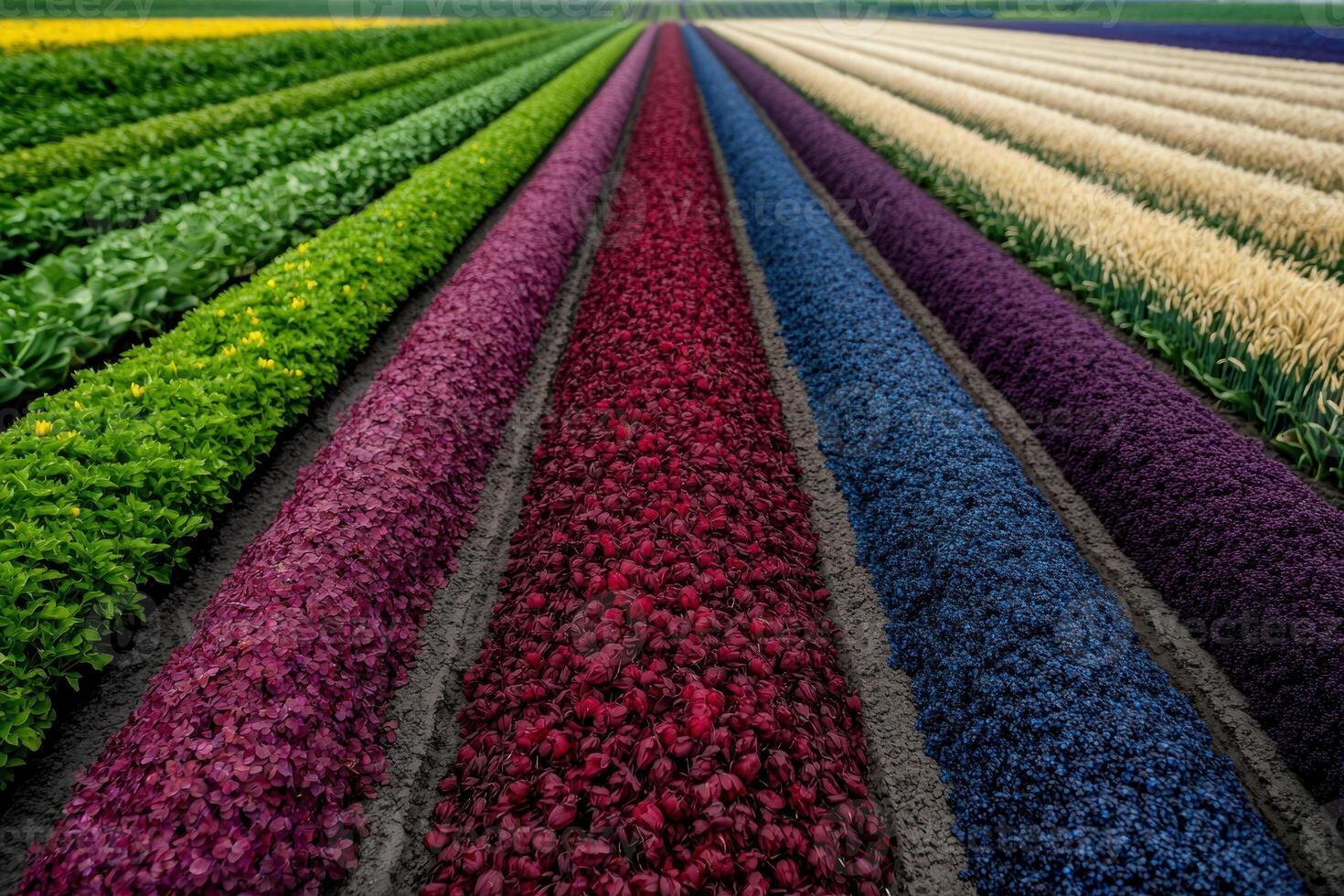Colorful flower fields in bloom photo