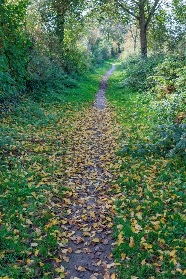 Path through the woods with leaves on the ground photo