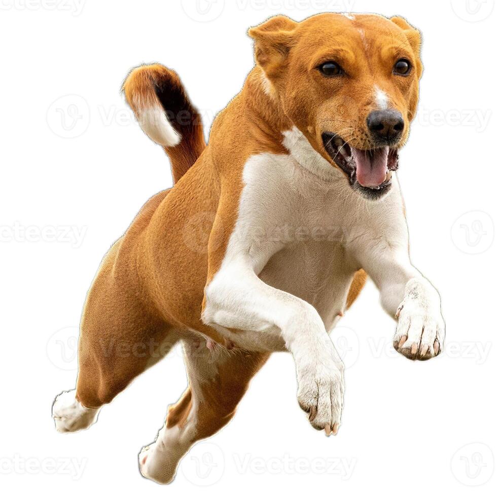 Dog running straight on camera isolated on white background at full speed on competition photo