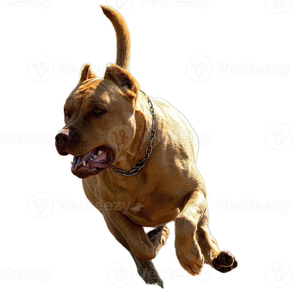Dog running straight on camera isolated on white background at full speed on competition photo