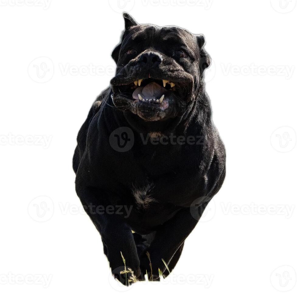 Dog running straight on camera isolated on white background at full speed on competition photo