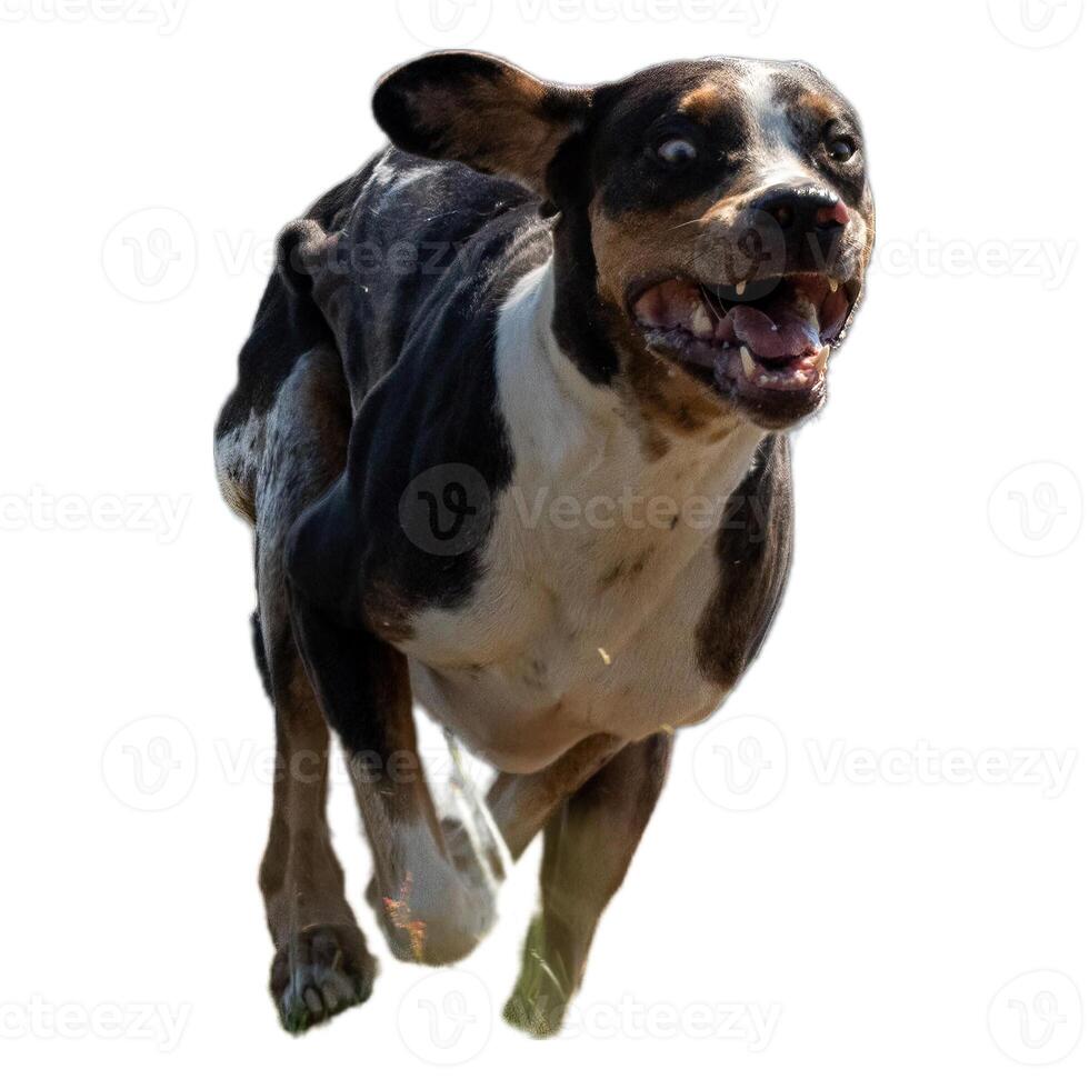 Dog running straight on camera isolated on white background at full speed on competition photo