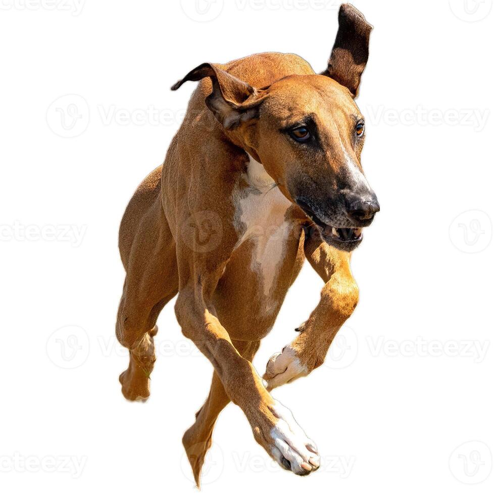 Dog running straight on camera isolated on white background at full speed on competition photo