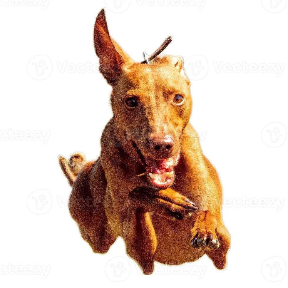 Dog running straight on camera isolated on white background at full speed on competition photo