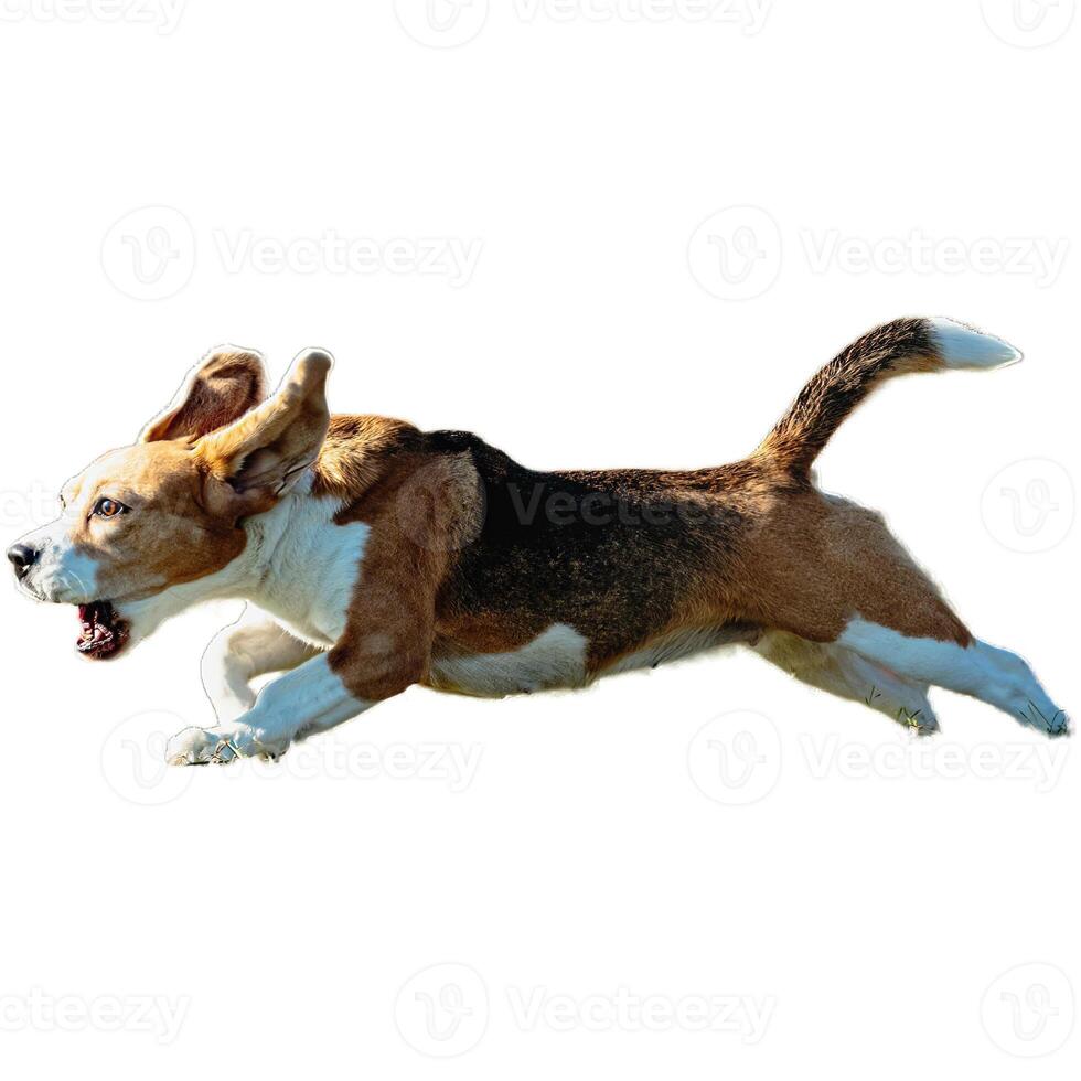 Dog running straight on camera isolated on white background at full speed on competition photo