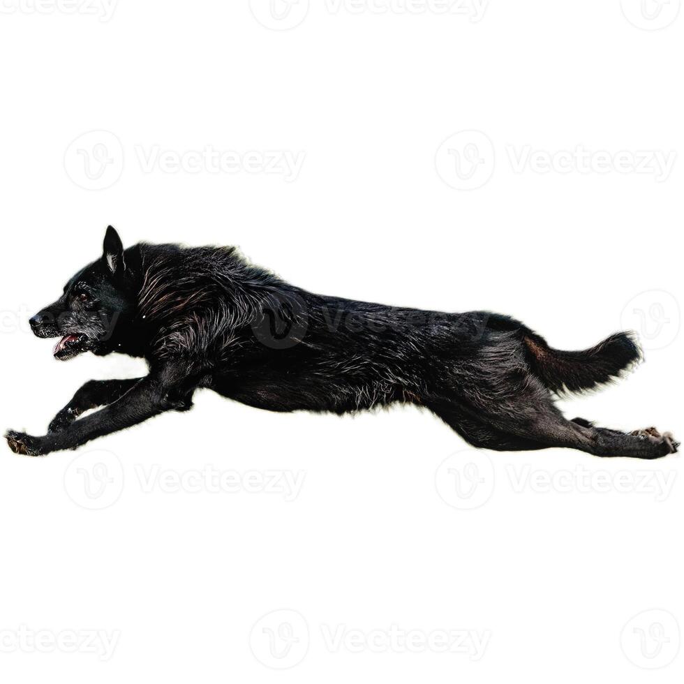 Dog running straight on camera isolated on white background at full speed on competition photo