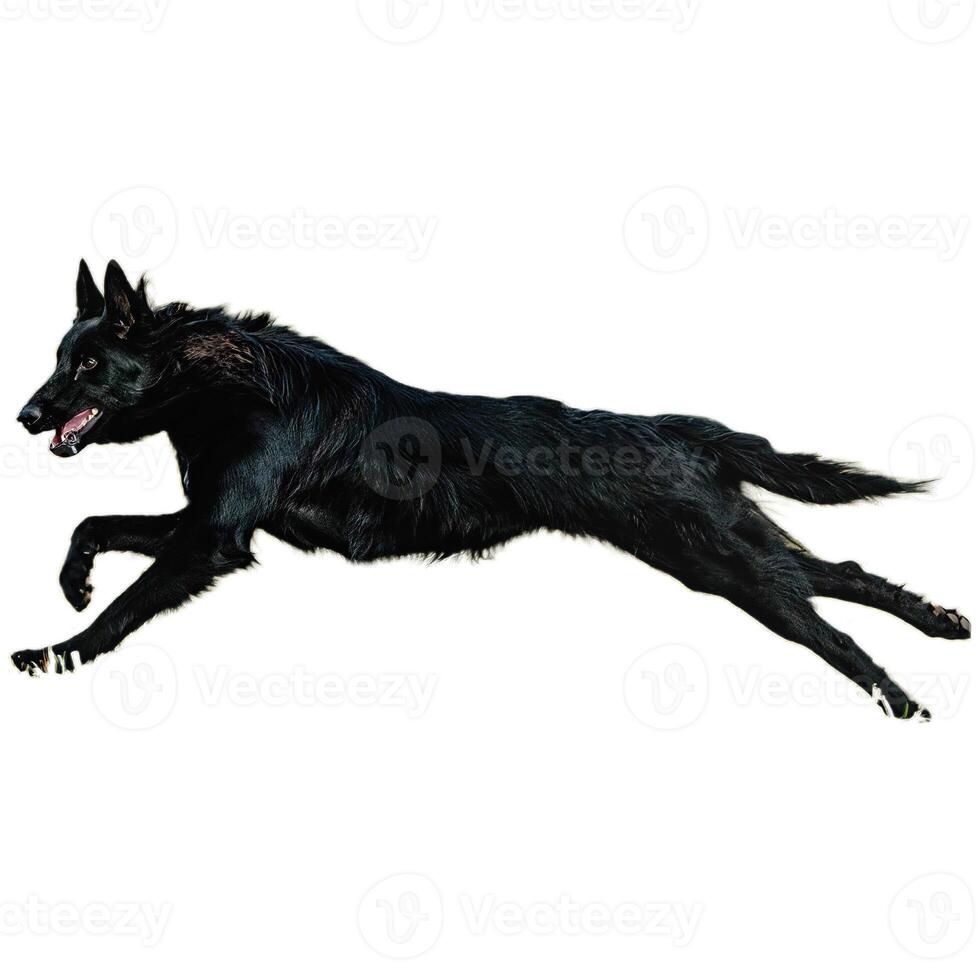Dog running straight on camera isolated on white background at full speed on competition photo