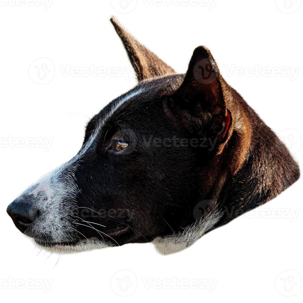 Dog running straight on camera isolated on white background at full speed on competition photo