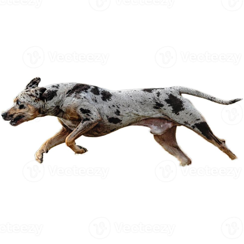 Dog running straight on camera isolated on white background at full speed on competition photo
