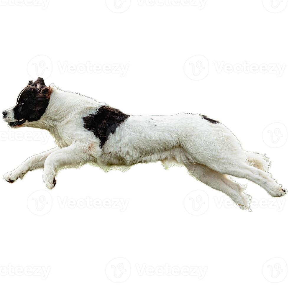 Dog running straight on camera isolated on white background at full speed on competition photo