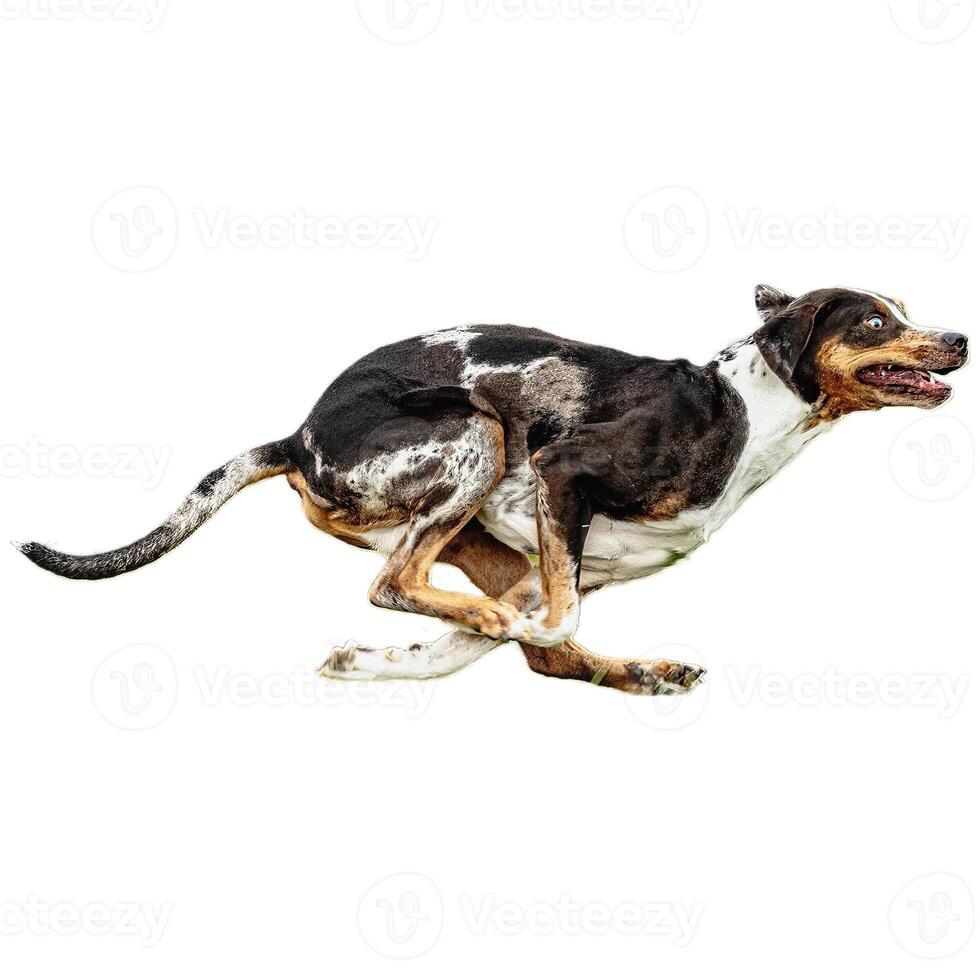 Dog running straight on camera isolated on white background at full speed on competition photo