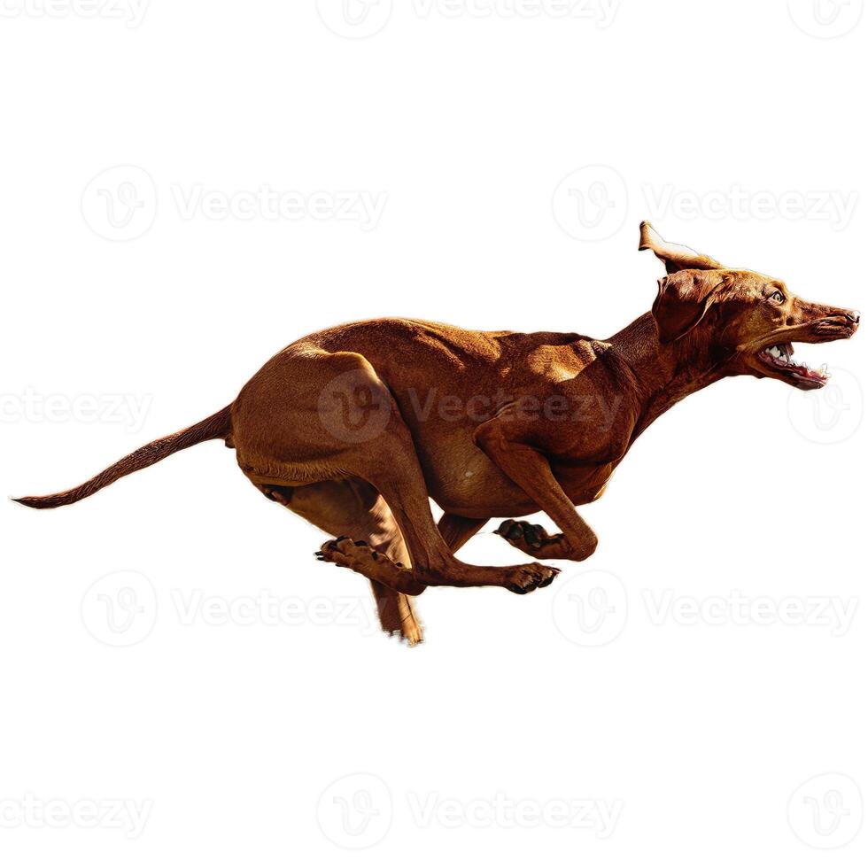 Dog running straight on camera isolated on white background at full speed on competition photo
