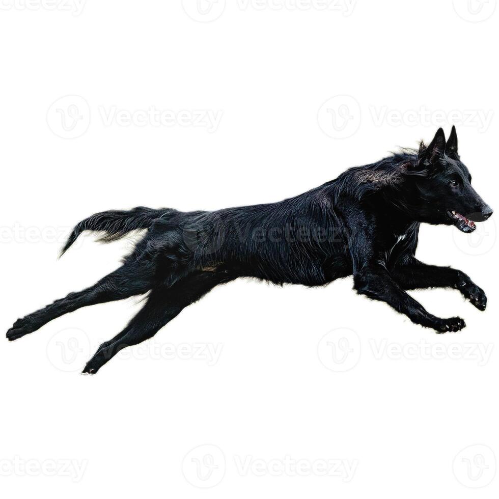 Dog running straight on camera isolated on white background at full speed on competition photo