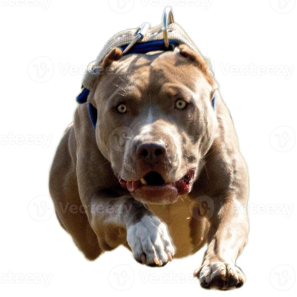 Dog running straight on camera isolated on white background at full speed on competition photo