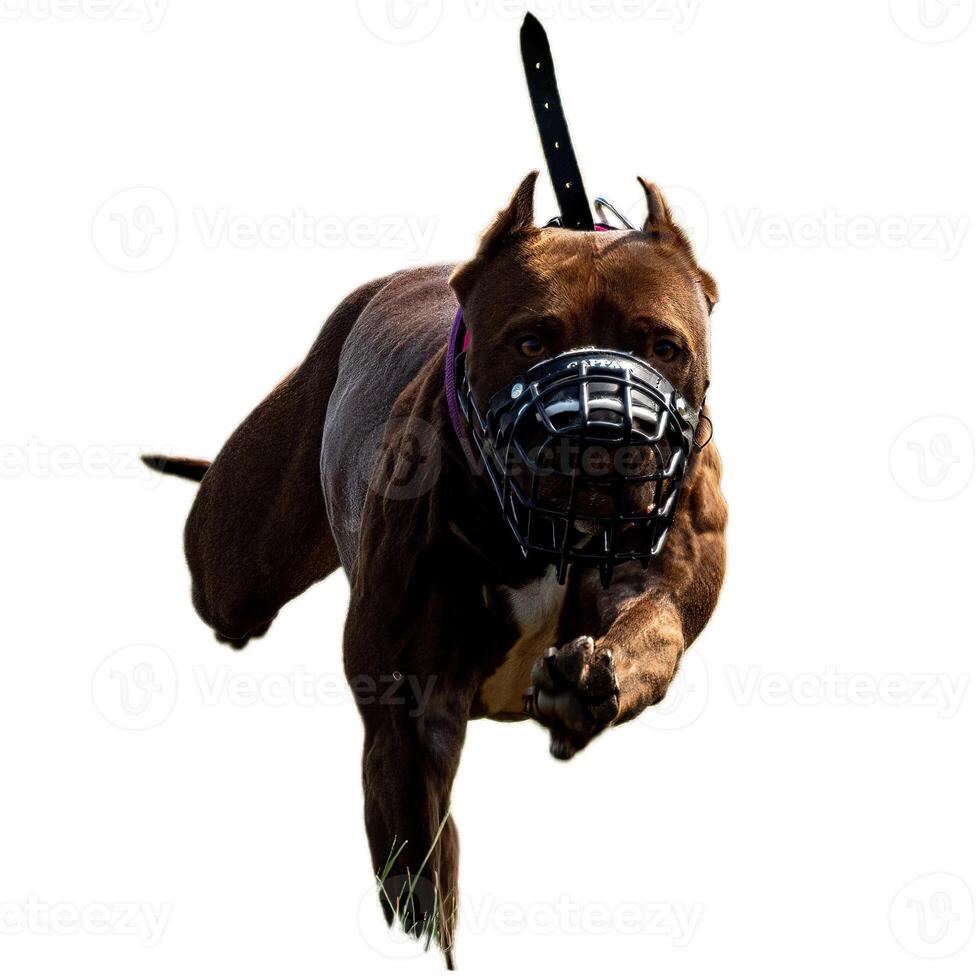 Dog running straight on camera isolated on white background at full speed on competition photo