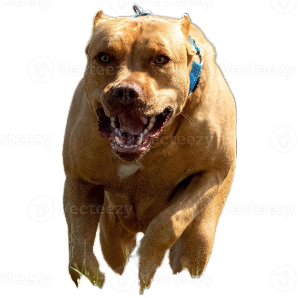 Dog running straight on camera isolated on white background at full speed on competition photo