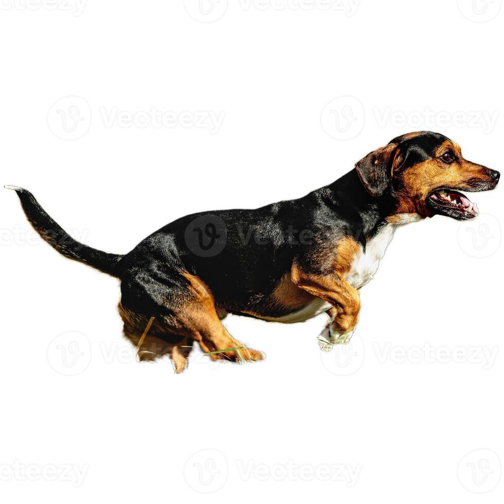 Dog running straight on camera isolated on white background at full speed on competition photo