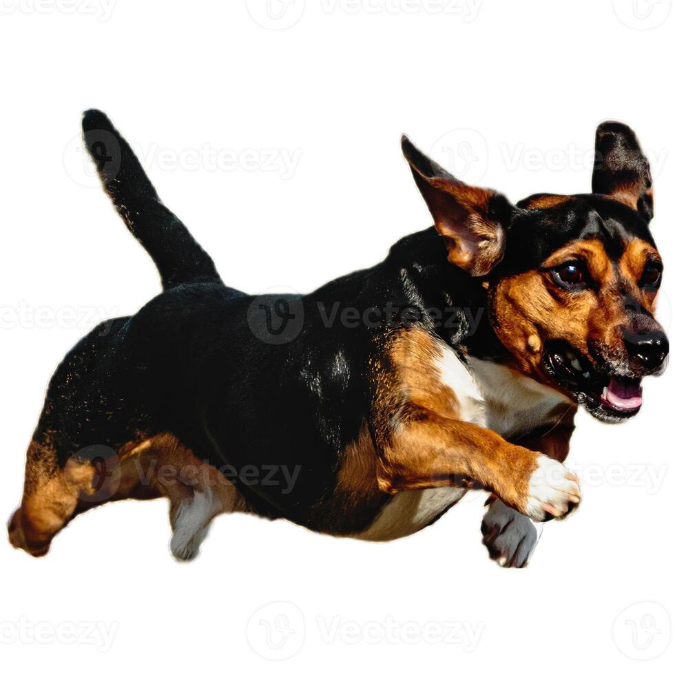 Dog running straight on camera isolated on white background at full speed on competition photo