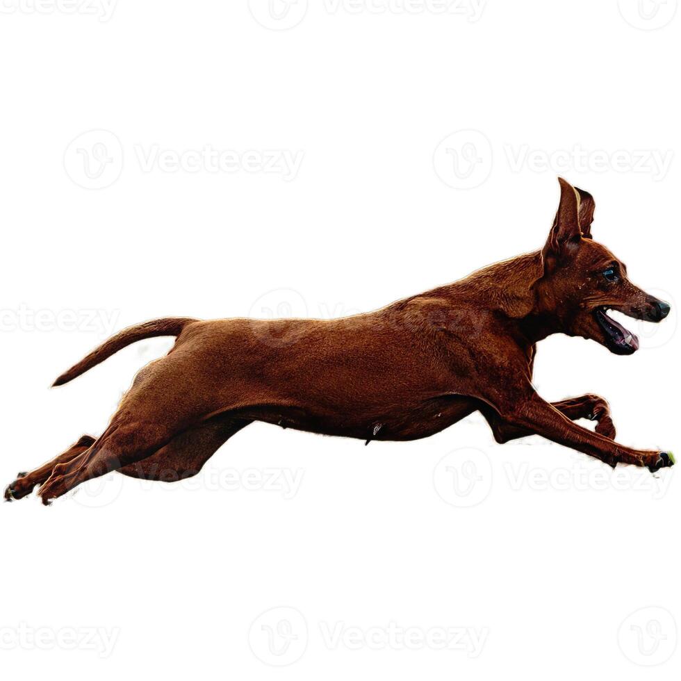 Dog running straight on camera isolated on white background at full speed on competition photo