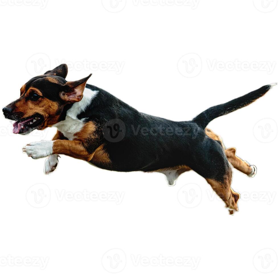Dog running straight on camera isolated on white background at full speed on competition photo