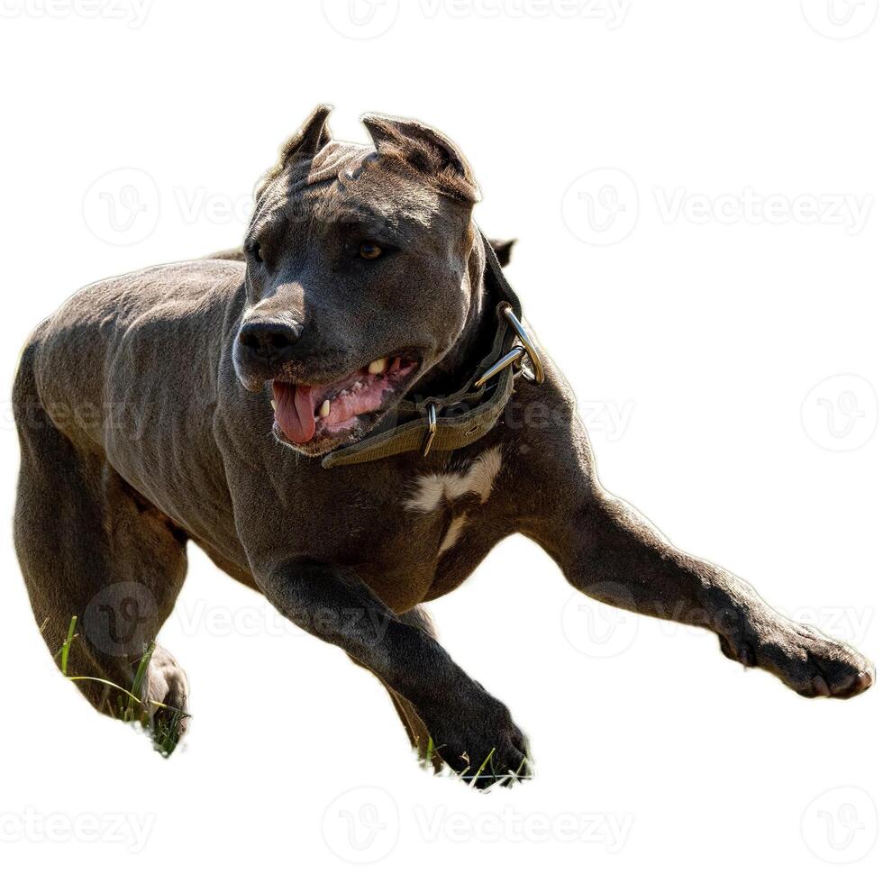 Dog running straight on camera isolated on white background at full speed on competition photo