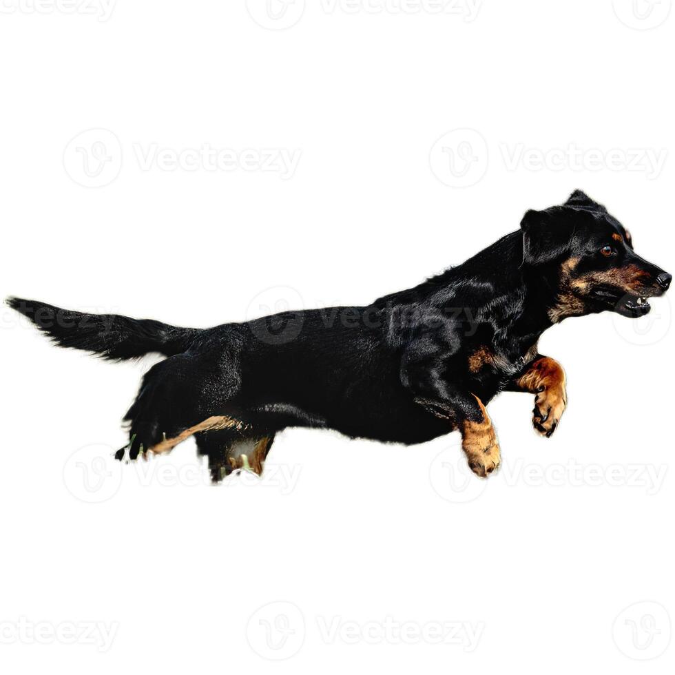 Dog running straight on camera isolated on white background at full speed on competition photo