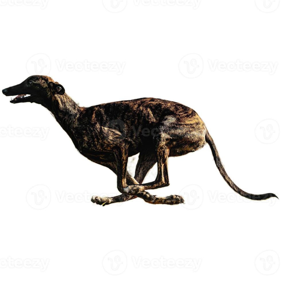 Dog running straight on camera isolated on white background at full speed on competition photo