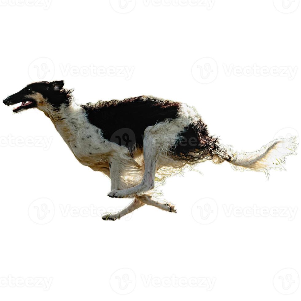 Dog running straight on camera isolated on white background at full speed on competition photo