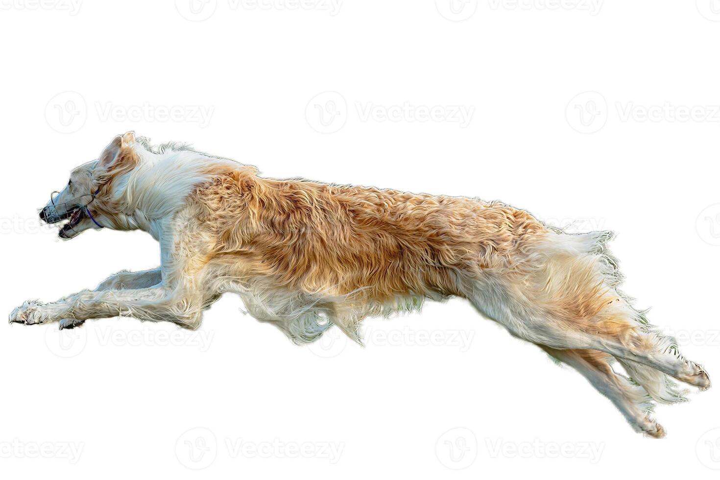 Dog running straight on camera isolated on white background at full speed on competition photo