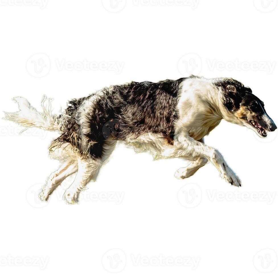 Dog running straight on camera isolated on white background at full speed on competition photo